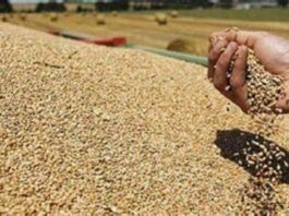 La Tunisie veut acheter 200 tonnes de blé