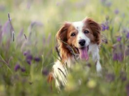 Le Kef : Campagne d’abattage des chiens errants jusqu’au 31 décembre