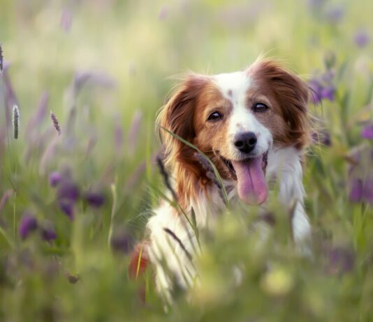 Le Kef : Campagne d’abattage des chiens errants jusqu’au 31 décembre