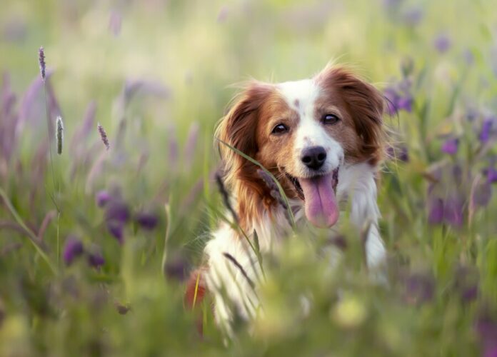 Le Kef : Campagne d’abattage des chiens errants jusqu’au 31 décembre