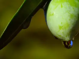 Huile d’olive en Tunisie