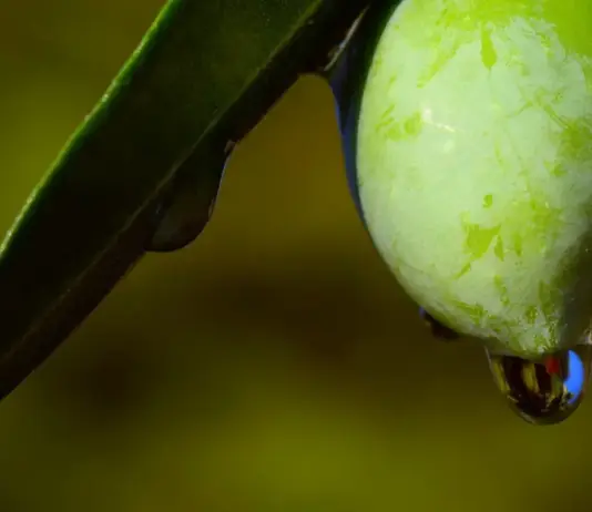 Huile d’olive en Tunisie