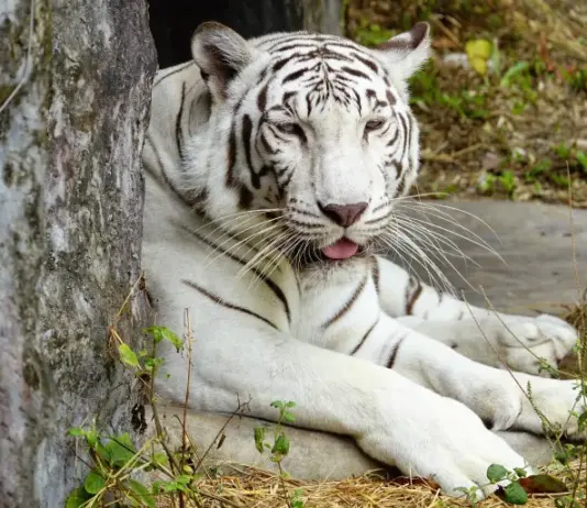 قنص نمر من فصيلة نادرة في صفاقس