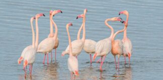 flamants roses rares