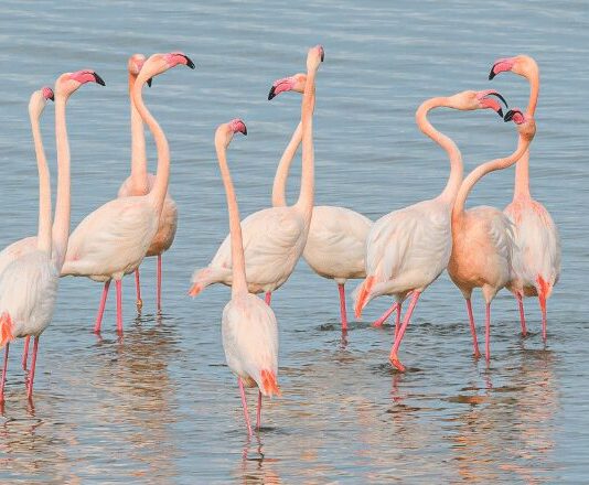 flamants roses rares
