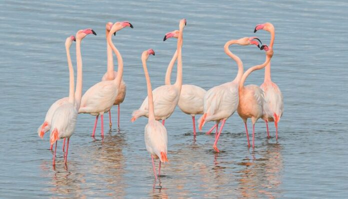 flamants roses rares