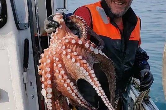 تونس تقرّر منع صيد الأخطبوط ابتداءً من غرة أفريل 2025 لحماية المخزون البحري