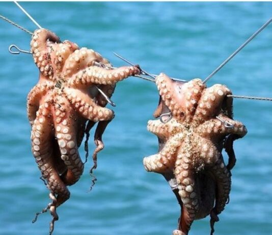 وزارة الفلاحة تقرر إنهاء موسم صيد الأخطبوط مبكراً بداية من غرة أفريل