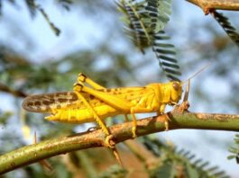 تونس تعالج 1265 هكتارًا لمكافحة الجراد الصحراوي في الجنوب