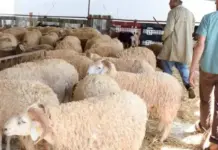 تونس: تحديد سعر أضحية العيد بـ21.9 دينار للكيلوغرام