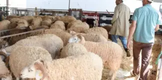 تونس: تحديد سعر أضحية العيد بـ21.9 دينار للكيلوغرام