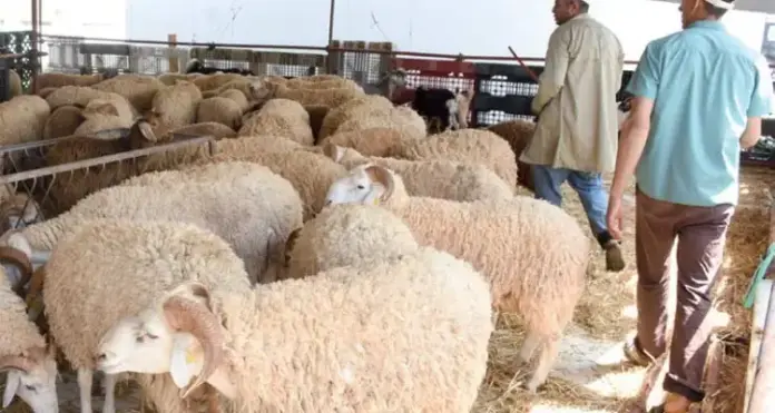 تونس: تحديد سعر أضحية العيد بـ21.9 دينار للكيلوغرام