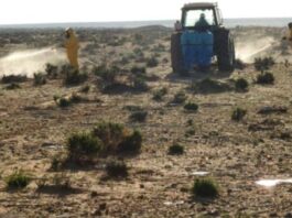 مكافحة الجراد الصحراوي في تطاوين: معالجة 2018 هكتاراً حتى مايو 2025