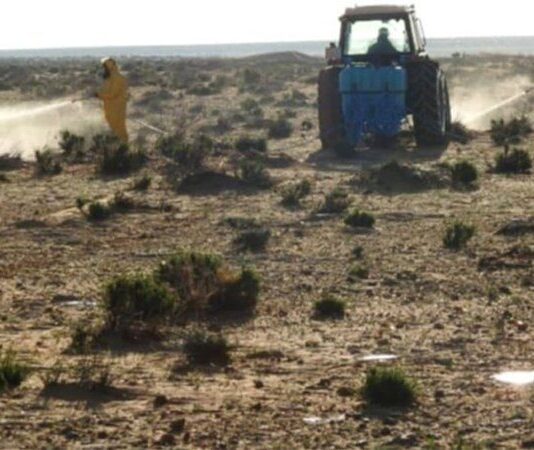 مكافحة الجراد الصحراوي في تطاوين: معالجة 2018 هكتاراً حتى مايو 2025