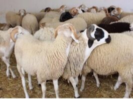 بلدية سليانة تُخصص فضاءً مجانياً لبيع أضاحي العيد