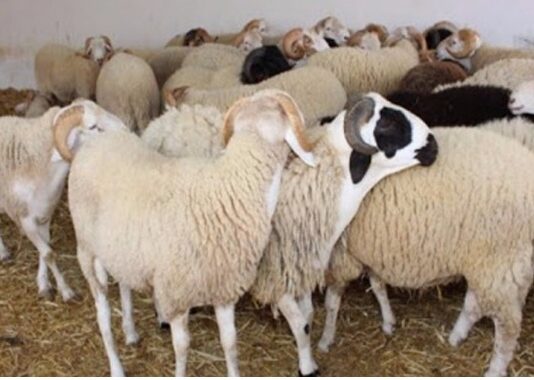 بلدية سليانة تُخصص فضاءً مجانياً لبيع أضاحي العيد