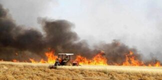 حريق في باجة الجنوبية يتلف أكثر من 35 هكتارًا من المحاصيل الزراعية