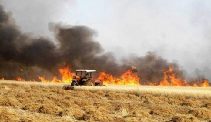 حريق في باجة الجنوبية يتلف أكثر من 35 هكتارًا من المحاصيل الزراعية