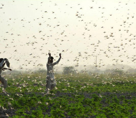 استقرار وضع الجراد في الجنوب التونسي بعد مكافحة فعالة