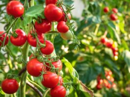 زيادة إنتاج الطماطم المخصصة للتحويل في قافصة إلى 63 ألف طن