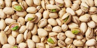 قفصة تسجل صابة قياسية من الفستق بـ4289 طناً هذا الموسم