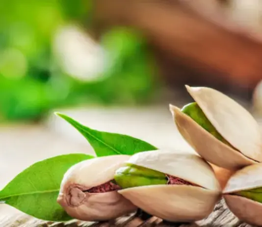 موسم قياسي للفستق في القصرين سنة 2025 وتوسّع في المساحات المزروعة