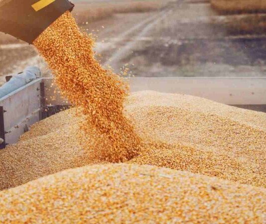 تونس: أكثر من 11.7 مليون قنطار من الحبوب حتى نهاية يوليو 2025