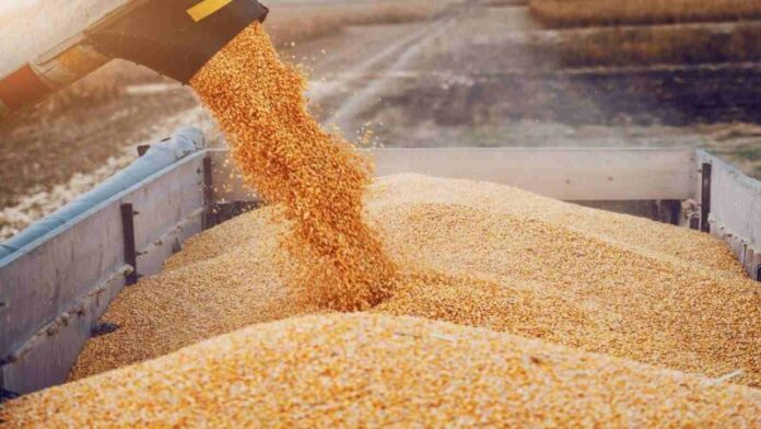 تونس: أكثر من 11.7 مليون قنطار من الحبوب حتى نهاية يوليو 2025