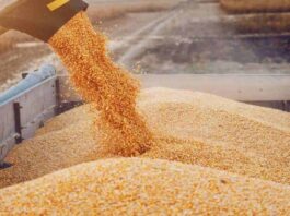  الكاف تجمع مليون و370 ألف قنطار من الحبوب في موسم الحصاد 2025