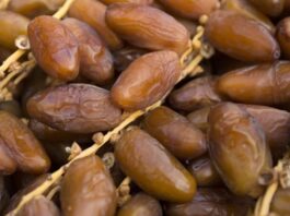 ألمانيا تتصدر واردات التمور البيولوجية التونسية