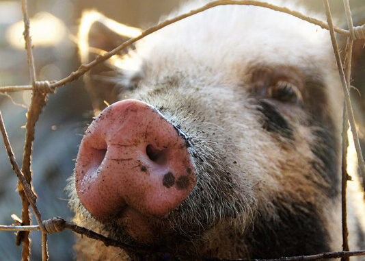 فيتنام تواجه أزمة طاعون الخنازير الأفريقي بسرعة متزايدة