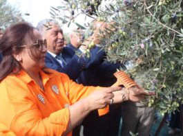 سليانة: افتتاح معاصر الزيتون 25 أكتوبر 2025