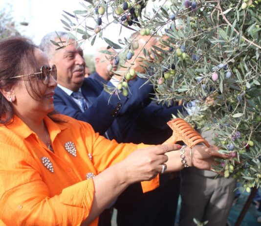 سليانة: افتتاح معاصر الزيتون 25 أكتوبر 2025