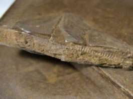 قفصة: حجز 2.5 كلغ من الزطلة وتفكيك شبكة ترويج