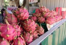 مهرجان قروتبال 2025 أول تونسي لثمار التنين والبابايا