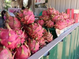 مهرجان قروتبال 2025 أول تونسي لثمار التنين والبابايا