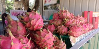 مهرجان قروتبال 2025 أول تونسي لثمار التنين والبابايا