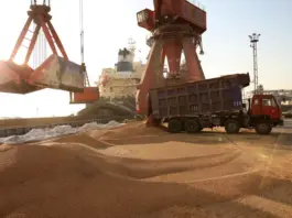 تونس تستورد 125 ألف طن شعير علفي عاجل