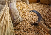 تونس تطرح مناقصة لـ225 ألف طن قمح لين وصلب (44 حرفاً)