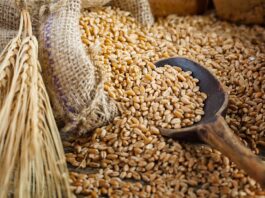 تونس تطرح مناقصة لـ225 ألف طن قمح لين وصلب (44 حرفاً)