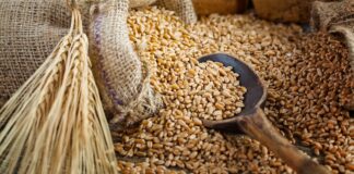 تونس تطرح مناقصة لـ225 ألف طن قمح لين وصلب (44 حرفاً)