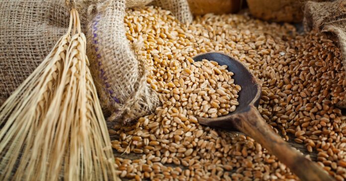 psheniczya تونس تطرح مناقصة لـ225 ألف طن قمح لين وصلب (44 حرفاً)