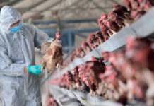 إنفلونزا طيور فرنسا: أخطر من كوفيد-19؟