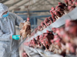 إنفلونزا طيور فرنسا: أخطر من كوفيد-19؟