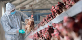 إنفلونزا طيور فرنسا: أخطر من كوفيد-19؟
