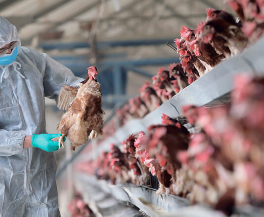 إنفلونزا طيور فرنسا: أخطر من كوفيد-19؟