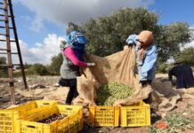 سيدي بوزيد: 27% تقدم في جني الزيتون رغم النقص