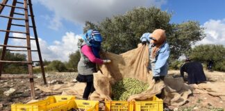 سيدي بوزيد: 27% تقدم في جني الزيتون رغم النقص