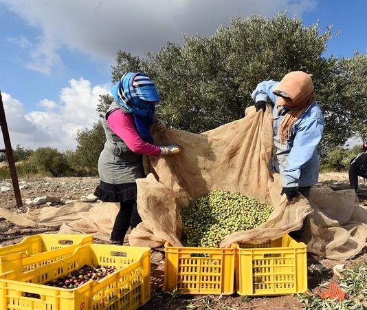 سيدي بوزيد: 27% تقدم في جني الزيتون رغم النقص