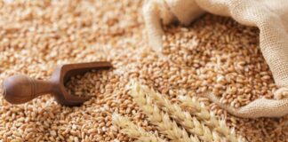 تونس تطلق مناقصة لشراء 350 ألف طن حبوب!